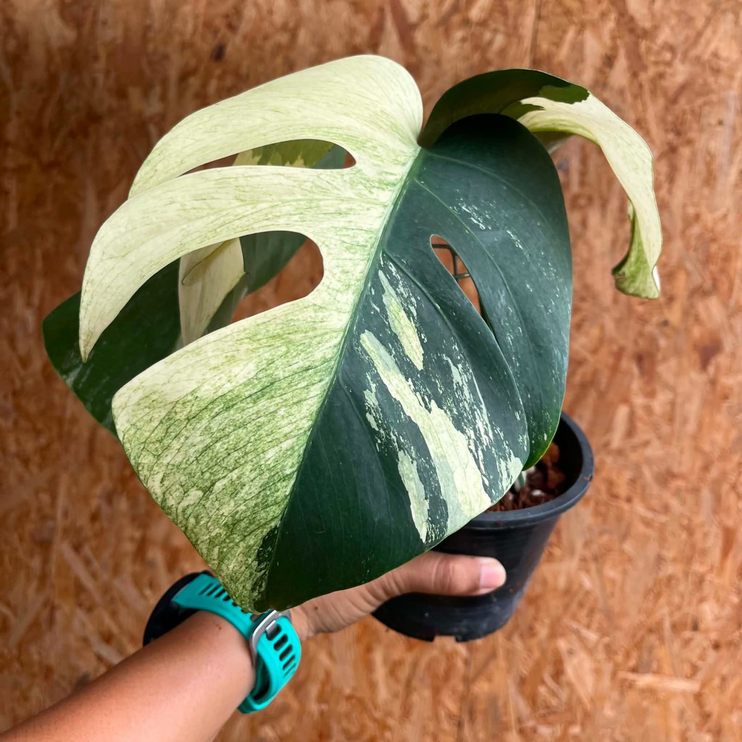 Monstera  Deliciosa Mint - Pre Order