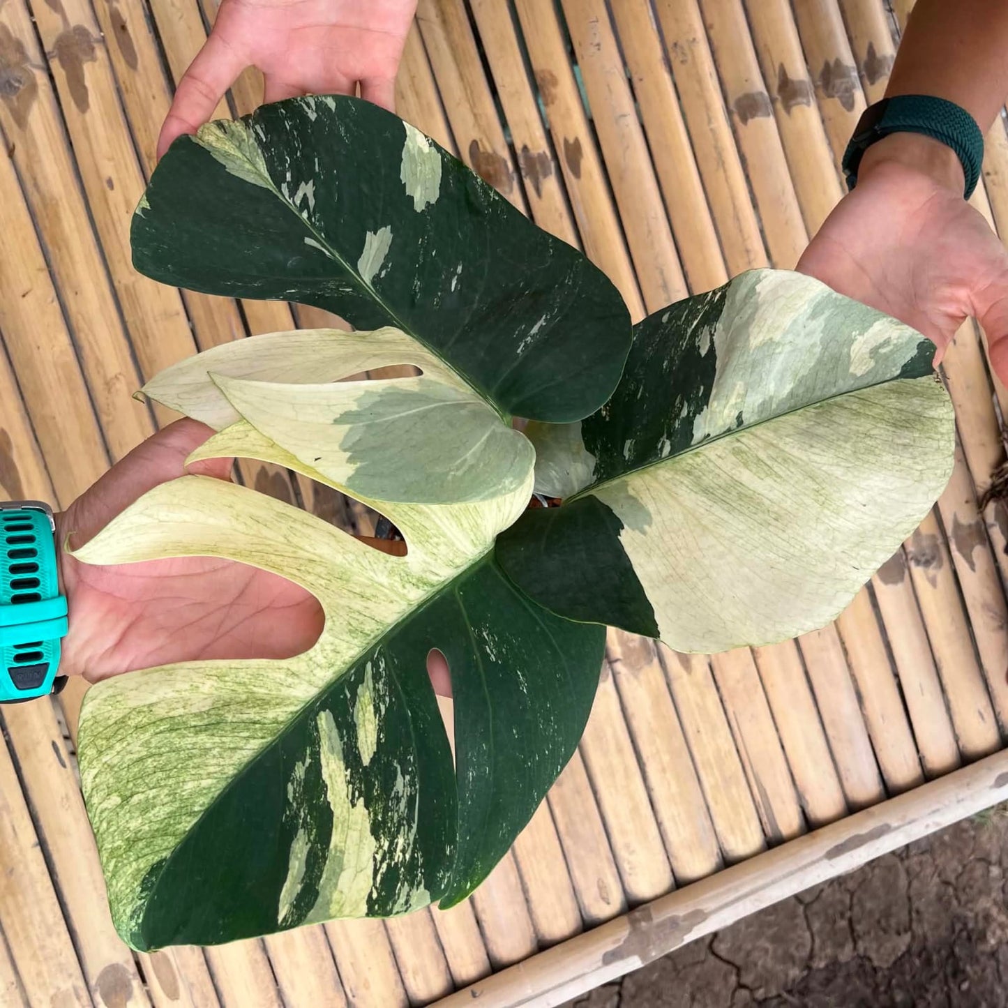 Monstera  Deliciosa Mint - Pre Order