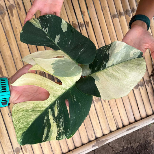 Monstera  Deliciosa Mint - Pre Order