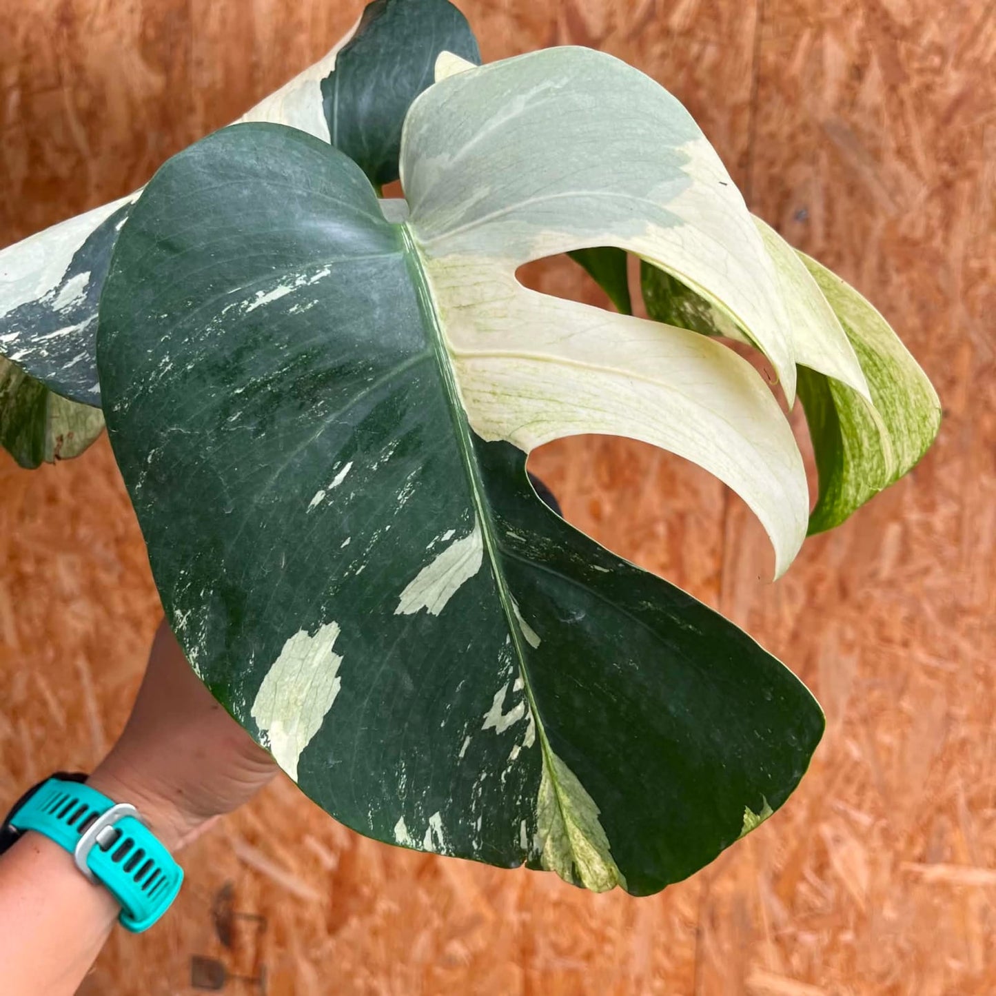 Monstera  Deliciosa Mint - Pre Order
