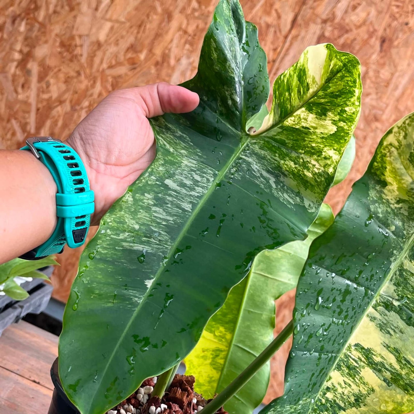Philodendron Florida Beauty X Billietiae  - Pre Order