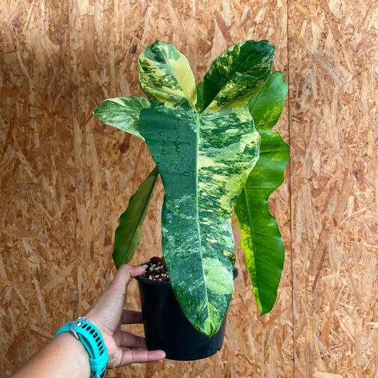 Philodendron Florida Beauty X Billietiae  - Pre Order
