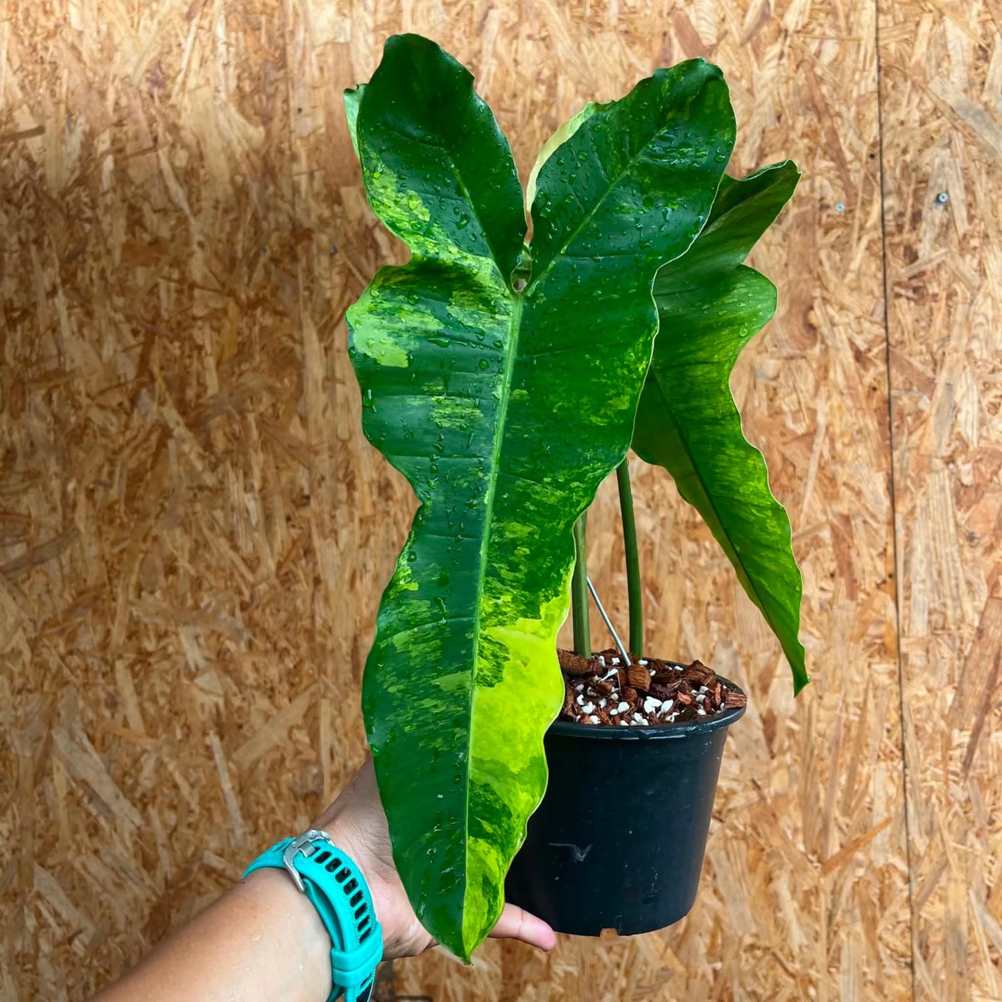 Philodendron Florida Beauty X Billietiae  - Pre Order