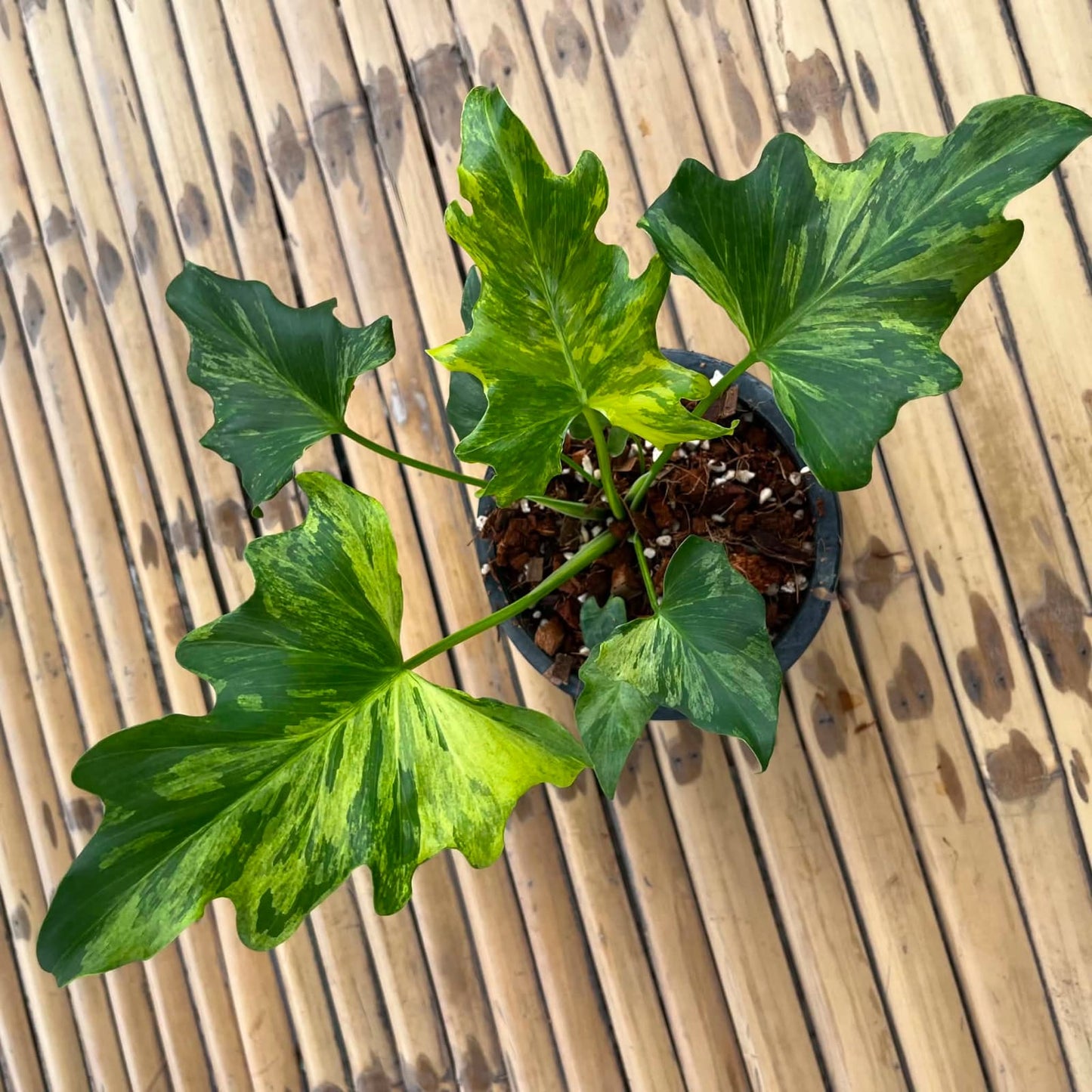 Philodendron Selloum Var A- Pre Order