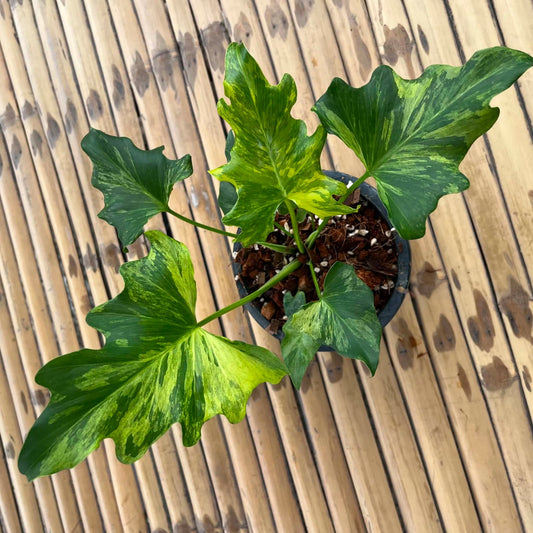 Philodendron Selloum Var A- Pre Order
