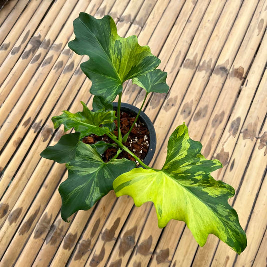 Philodendron Selloum Var B- Pre Order
