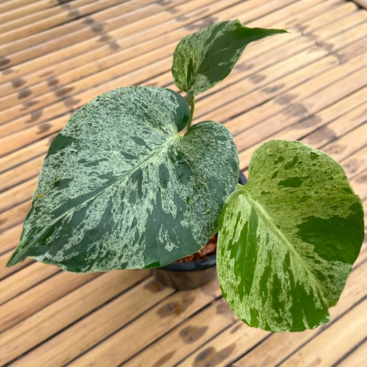 Monstera Bulbasaur - Pre Order