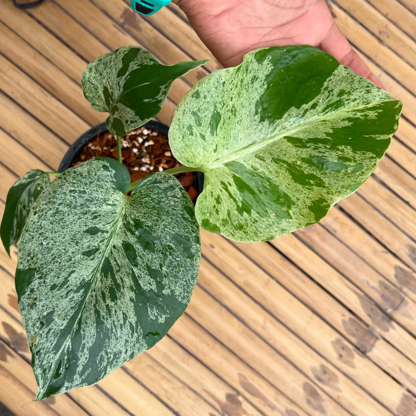 Monstera Bulbasaur - Pre Order