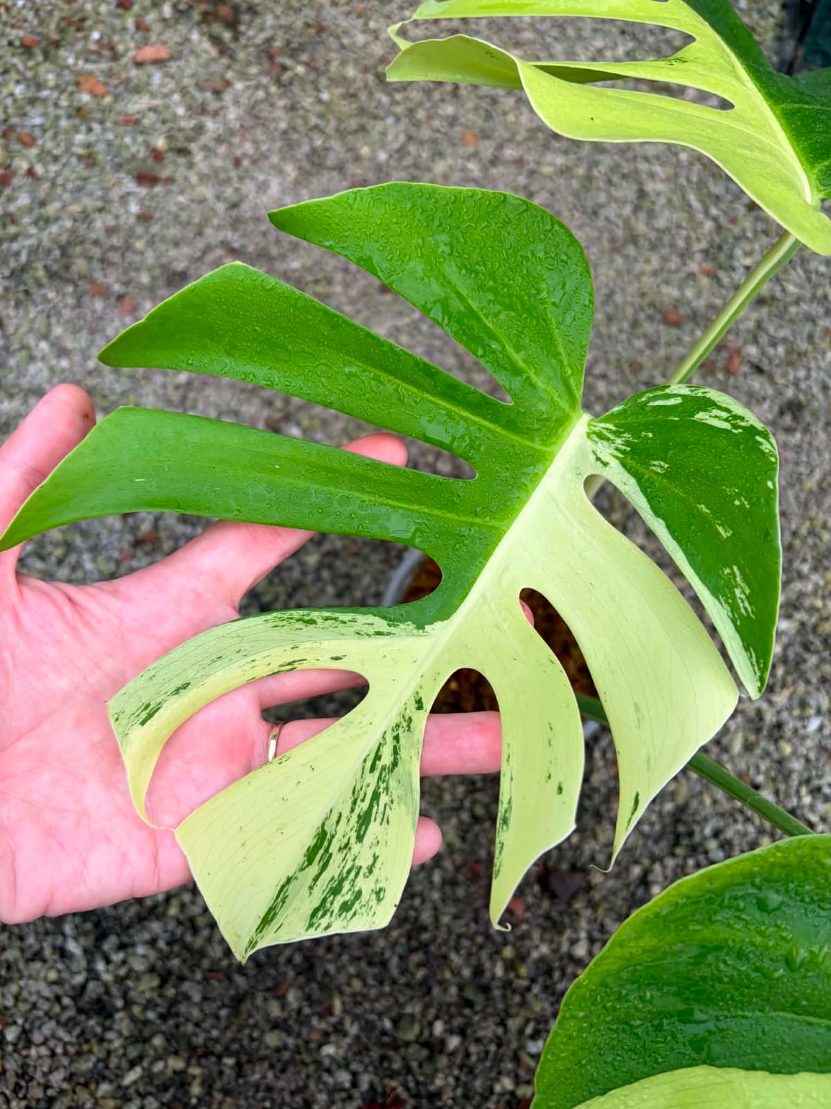 Monstera Light Lime- Pre Order