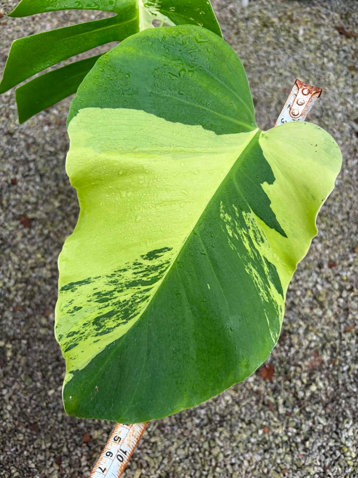 Monstera Light Lime- Pre Order