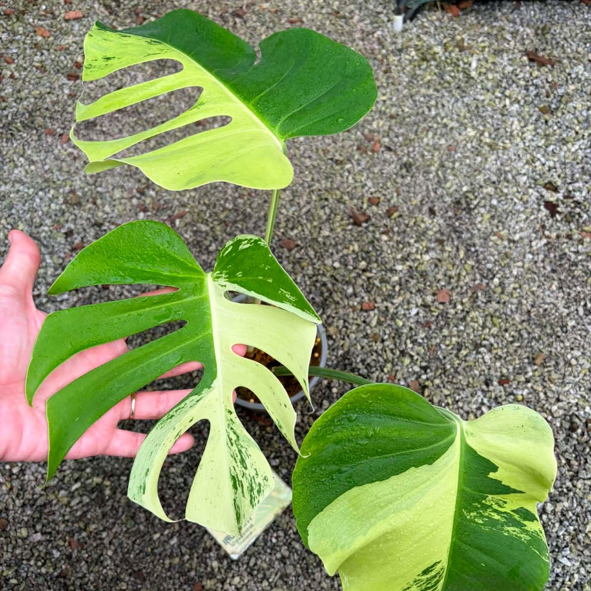 Monstera Light Lime- Pre Order