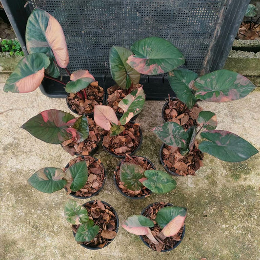 Alocasia Serendipity Pink- Pre Order