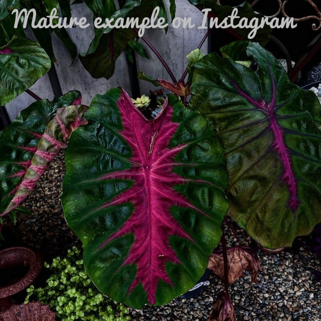 Colocasia Redemption