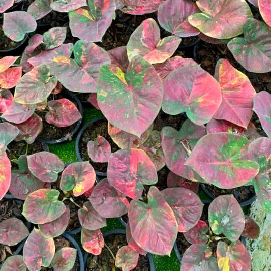 Caladium Pre-Order-C010