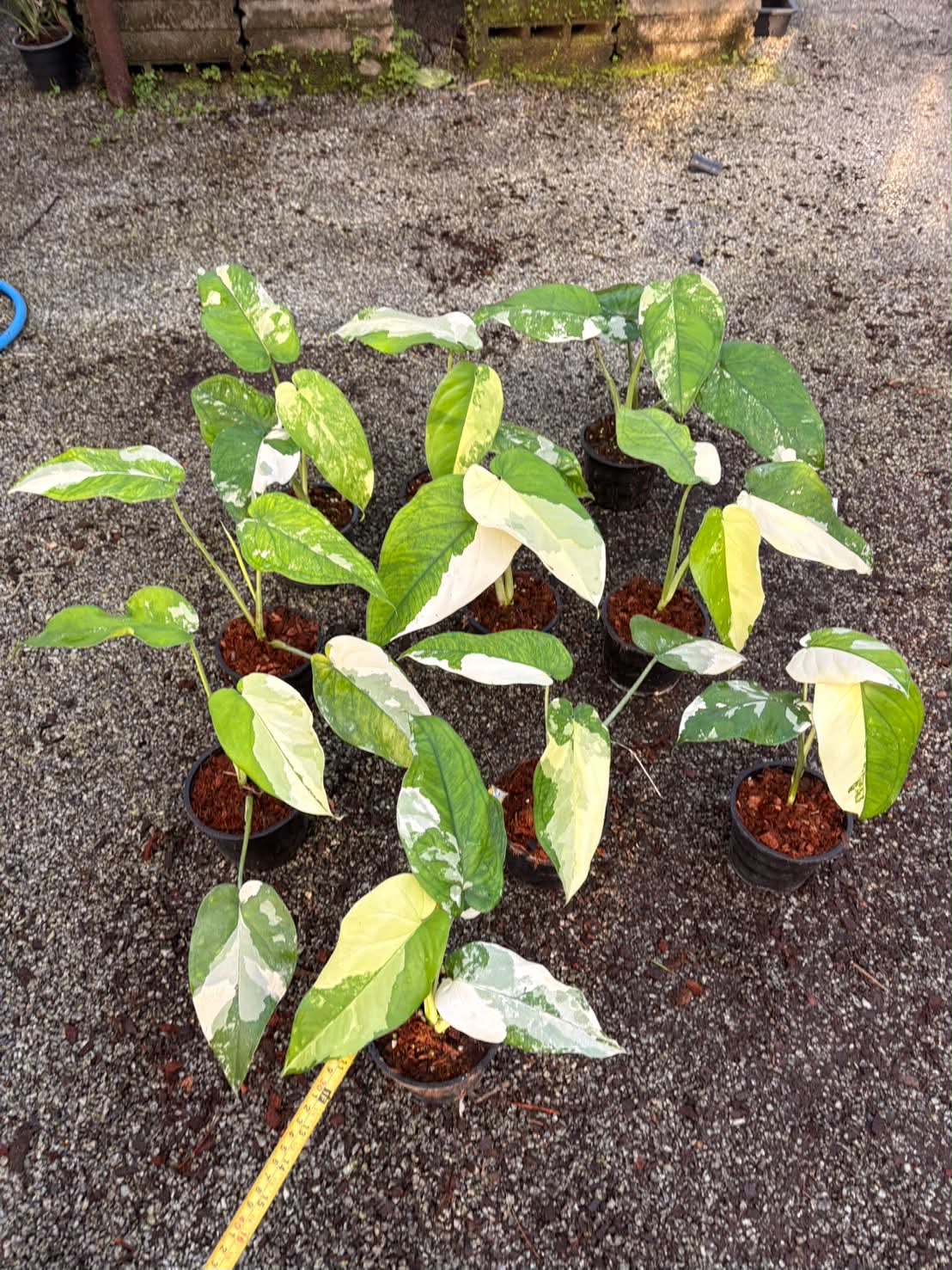 Syngonium Chiapense Variegated - Pre Order