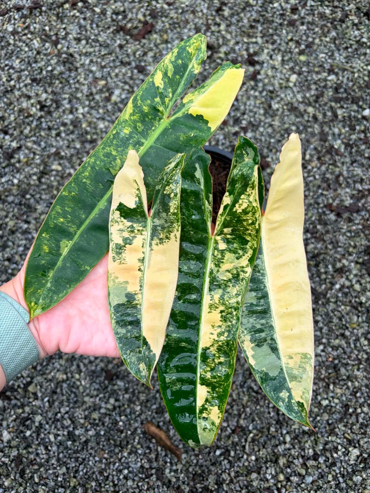Philodendron Billietiae C  - Pre Order