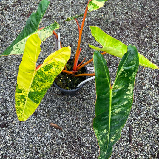 Philodendron Billietiae A  - Pre Order