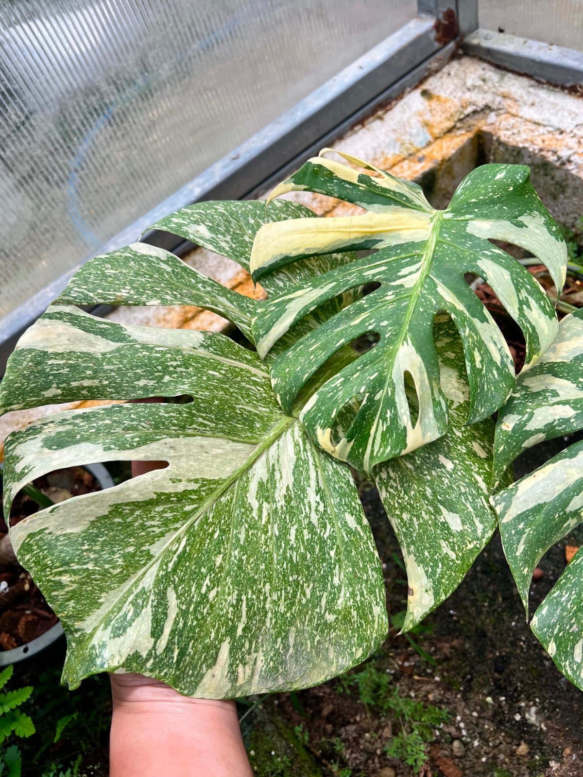 Monstera Thai Constellation - Pre Order