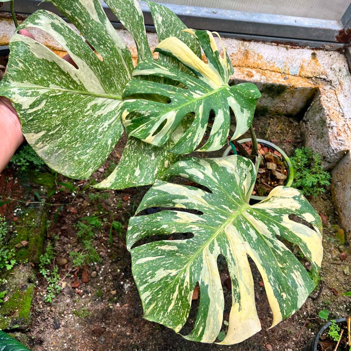 Monstera Thai Constellation - Pre Order