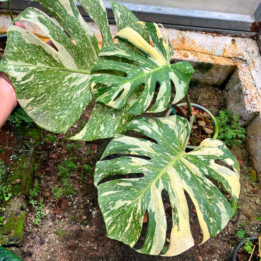 Monstera Thai Constellation - Pre Order