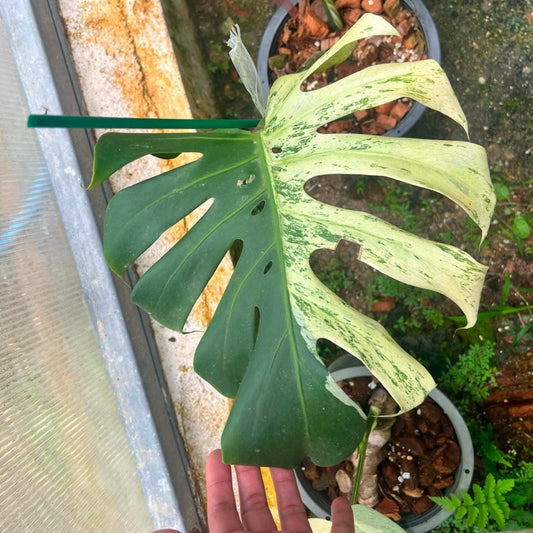 Monstera White Tear B  - Pre Order