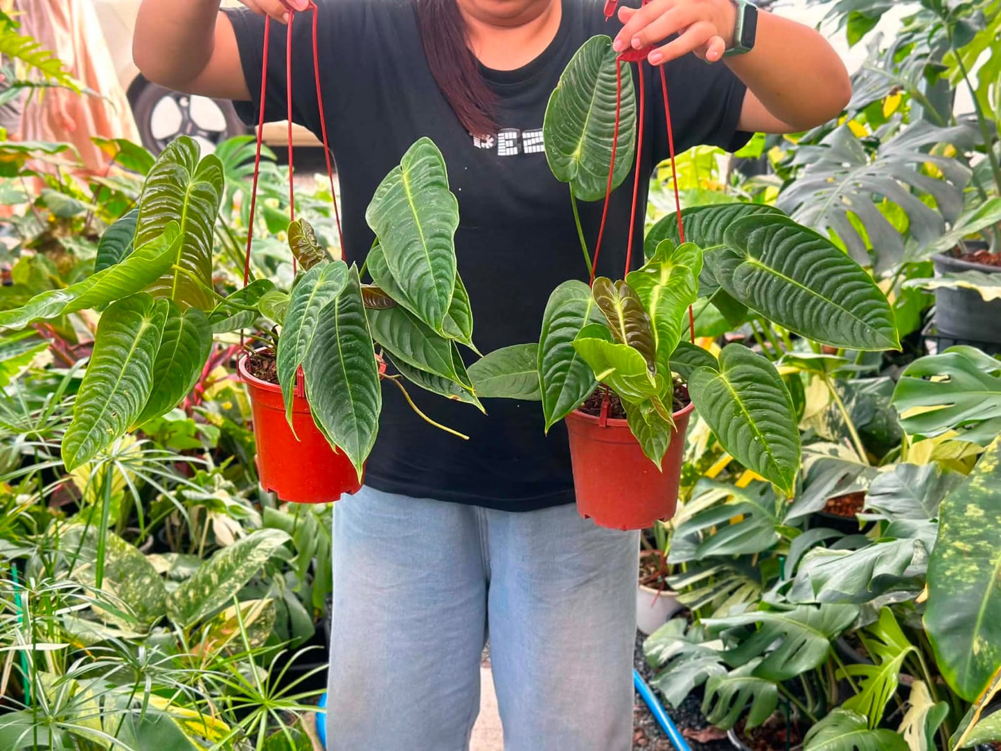 Anthurium Veitchii - Pre Order