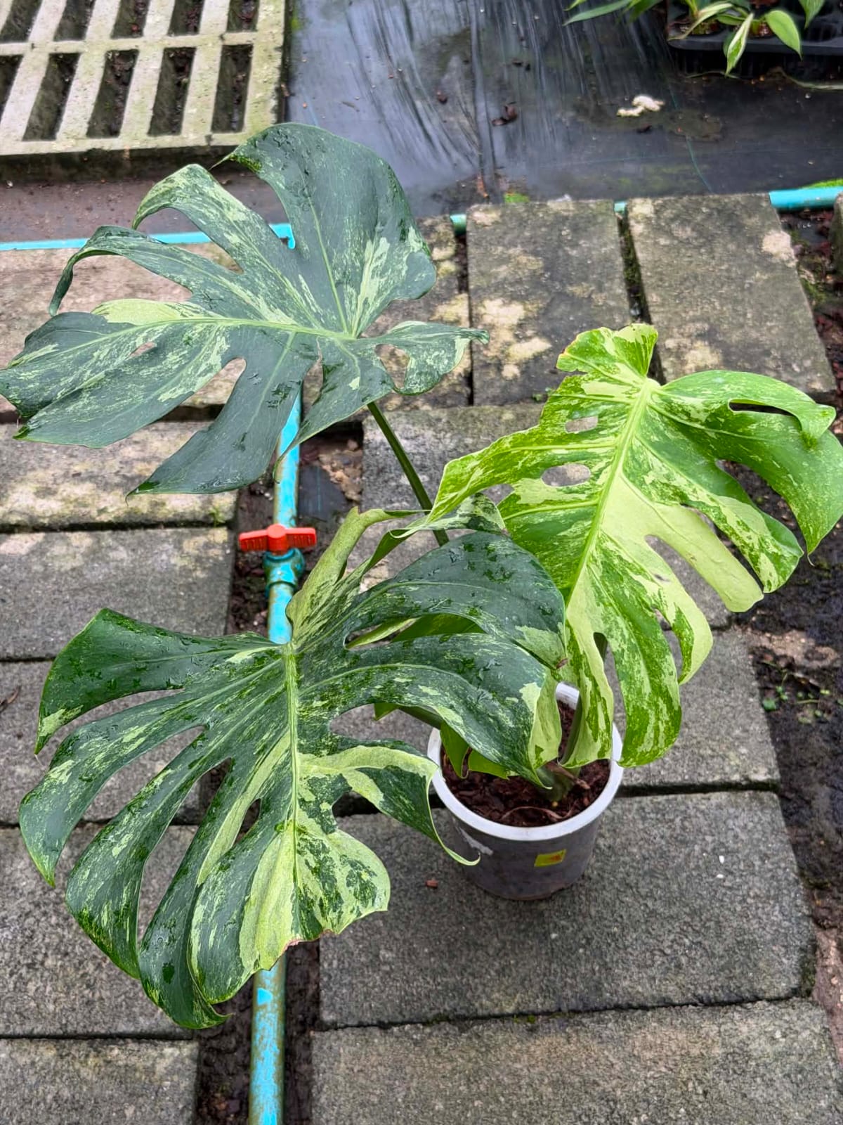 Monstera Ocean Mint  - Pre Order