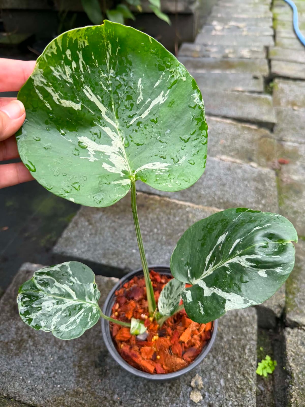 Monstera Bulbasaur  - Pre Order