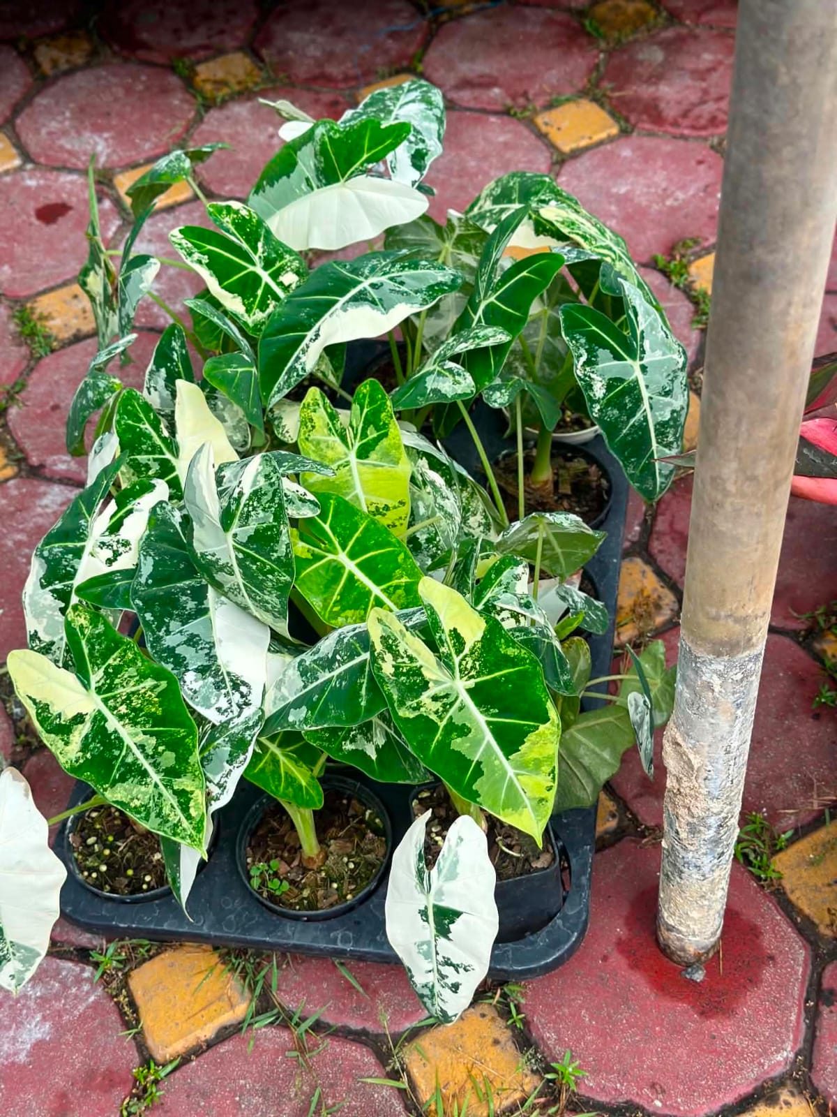 Alocasia Frydek Var - Pre Order