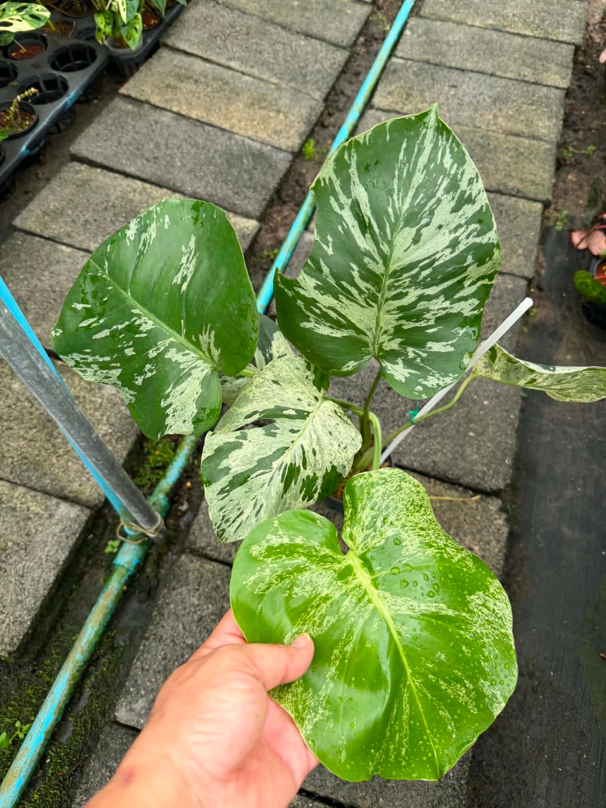 Monstera Vietciosa - Pre Order