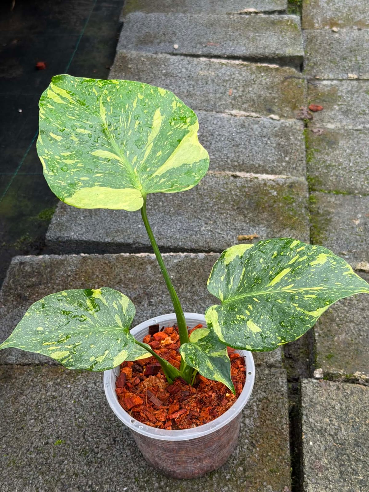 Monstera Electrolyte  - Pre Order