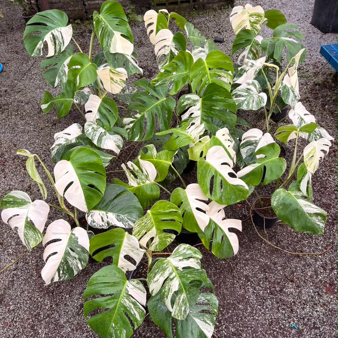 Monstera Albo - Pre Order