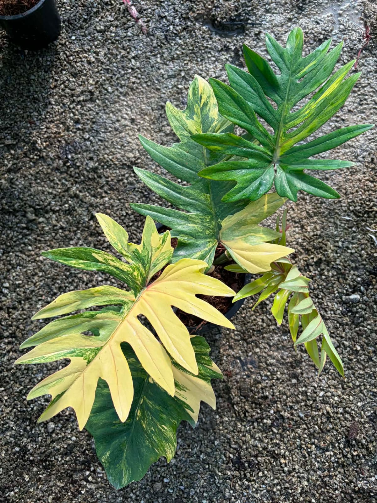 Philodendron Mayoi Var A - Pre Order