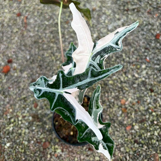Alocasia Nobilis Pink - Pre Order