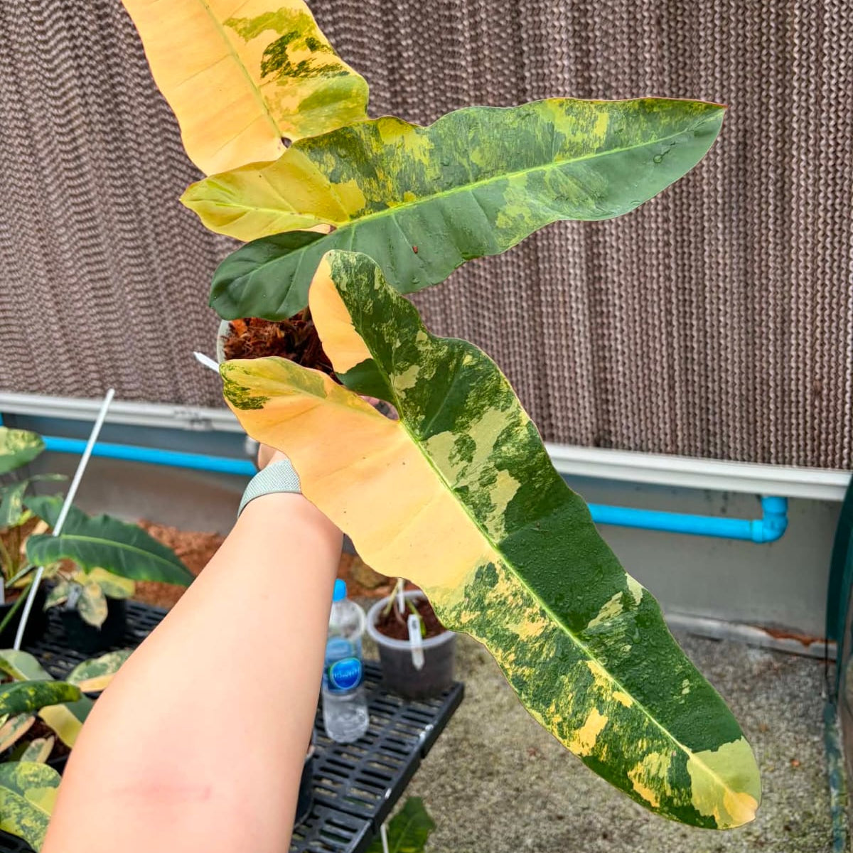 Philodendron FMY x Black Bilietiae B - Pre Order