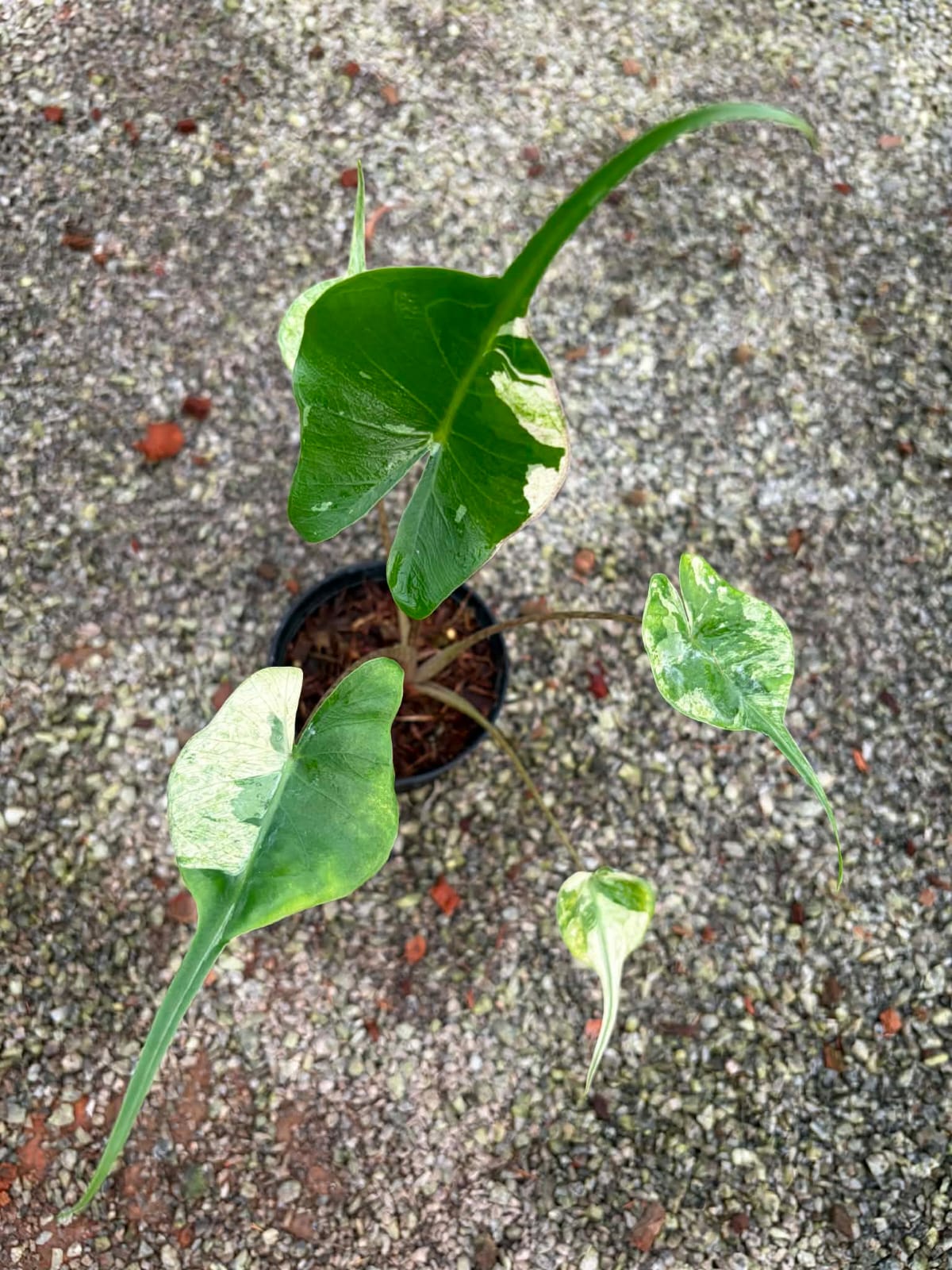Alocasia Stingray Albo - Pre Order