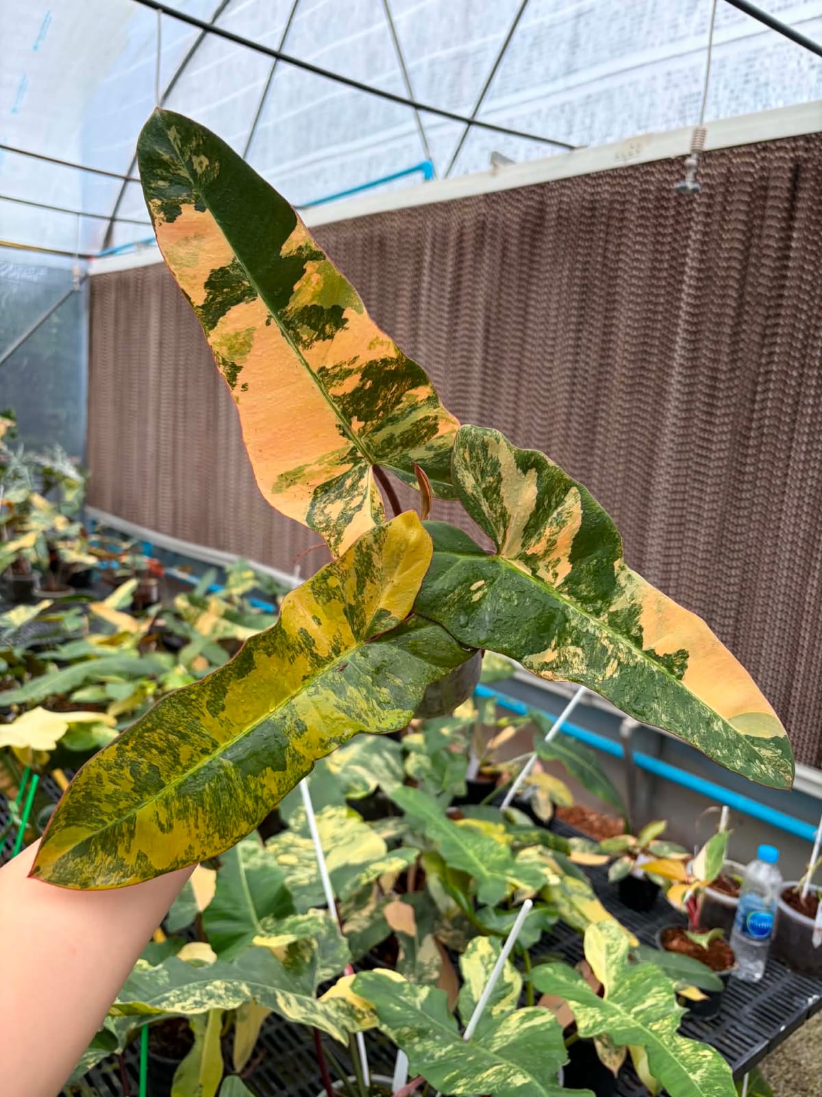 Philodendron FMY x Black Bilietiae A - Pre Order