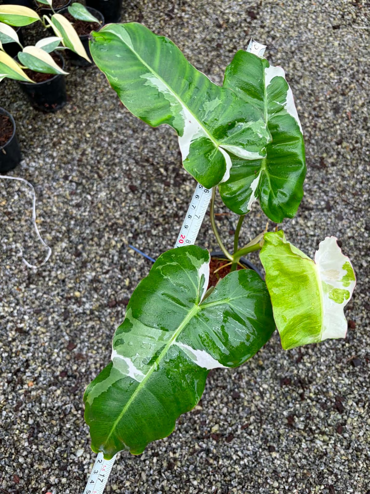 Philodendron Paraiso Verde Albo - Pre Order