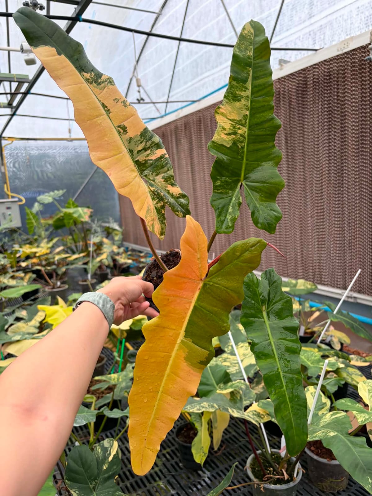 Philodendron FMY x Black Bilietiae C - Pre Order