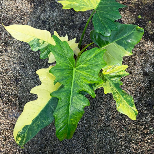 Philodendron Minarum Aurea A- Pre Order