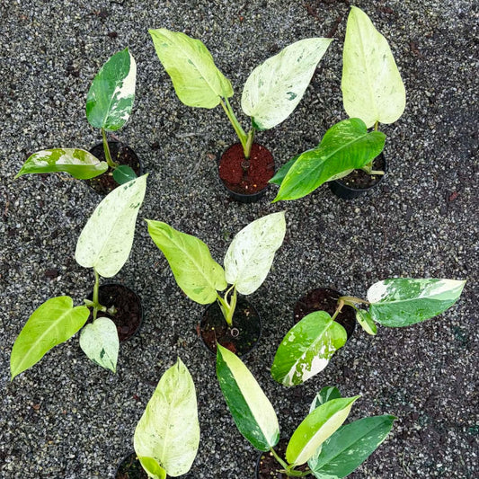 Philodendron Whipple Way - Pre Order
