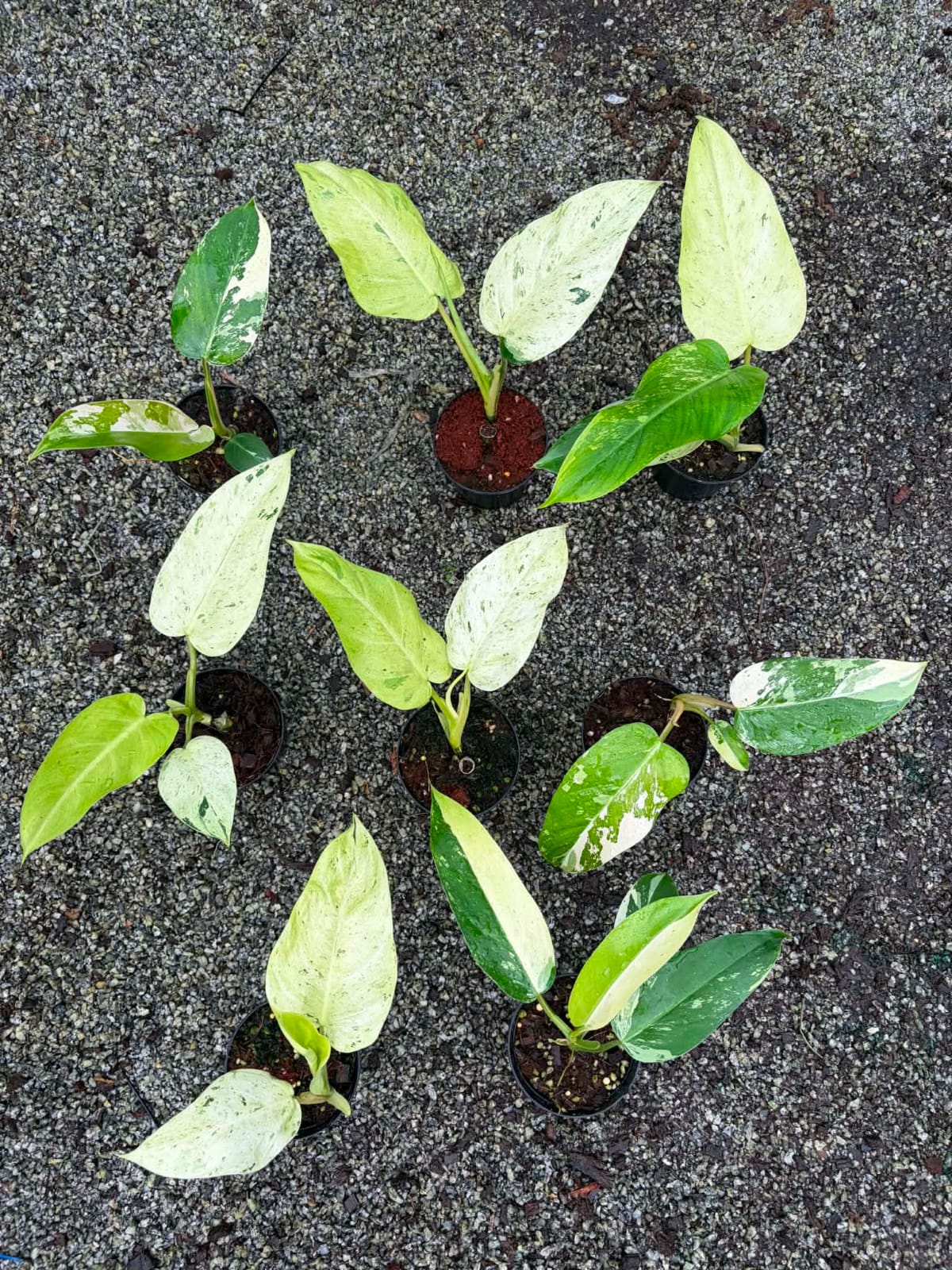 Philodendron Whipple Way - Pre Order