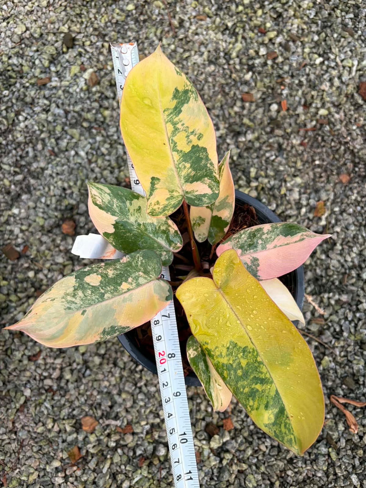 Philodendron Fiora A - Pre Order