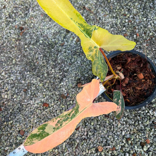 Philodendron Fiora B - Pre Order