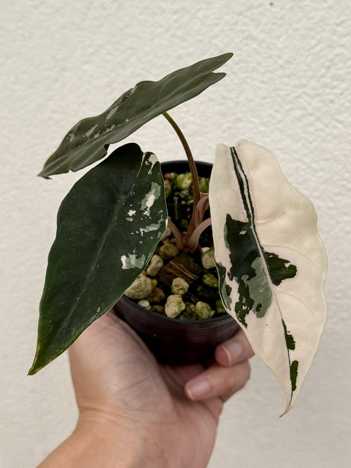Alocasia Chantrieri Pink B - Pre Order