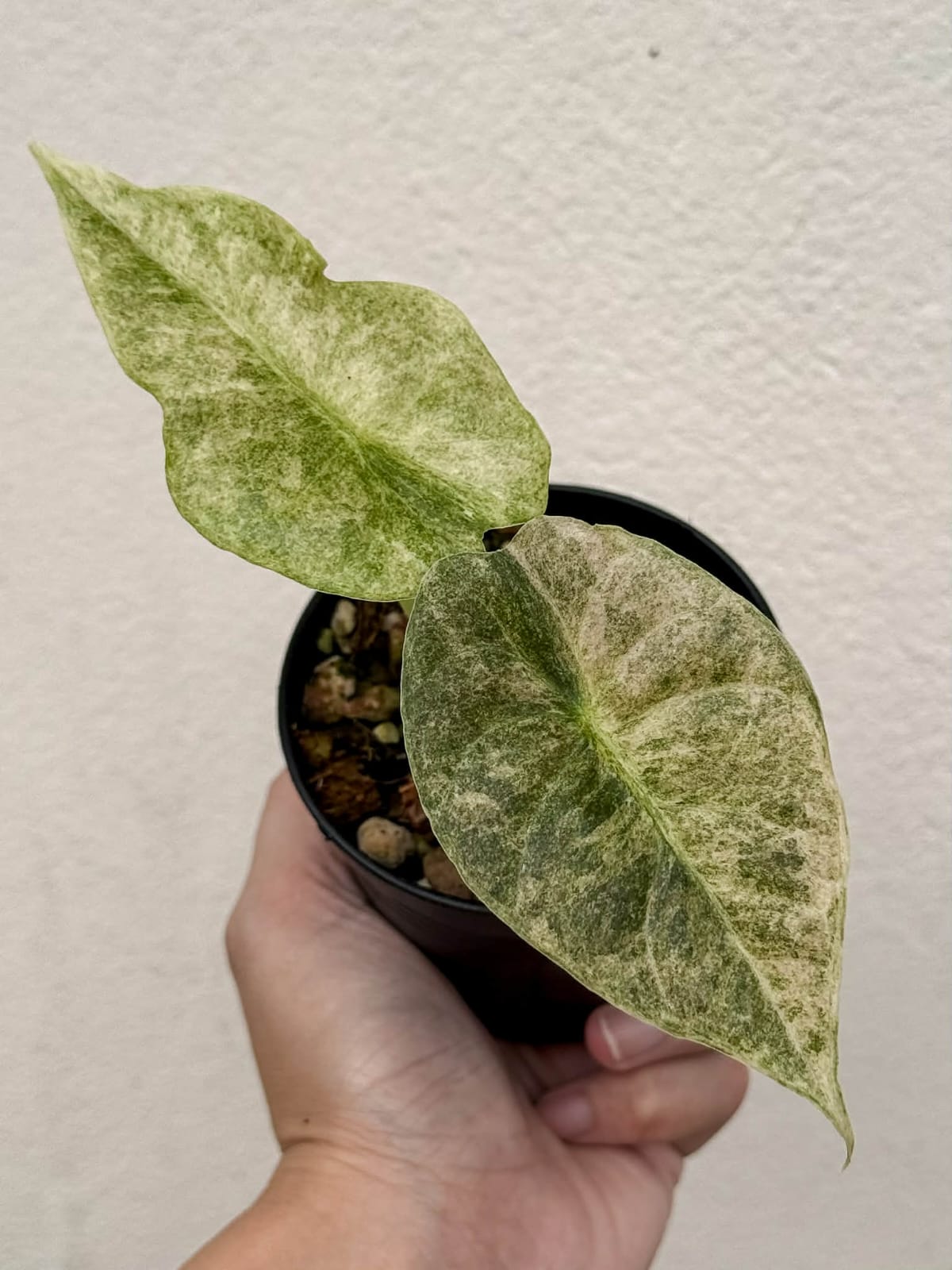 Alocasia Golden Bone Pink Splash  - Pre Order
