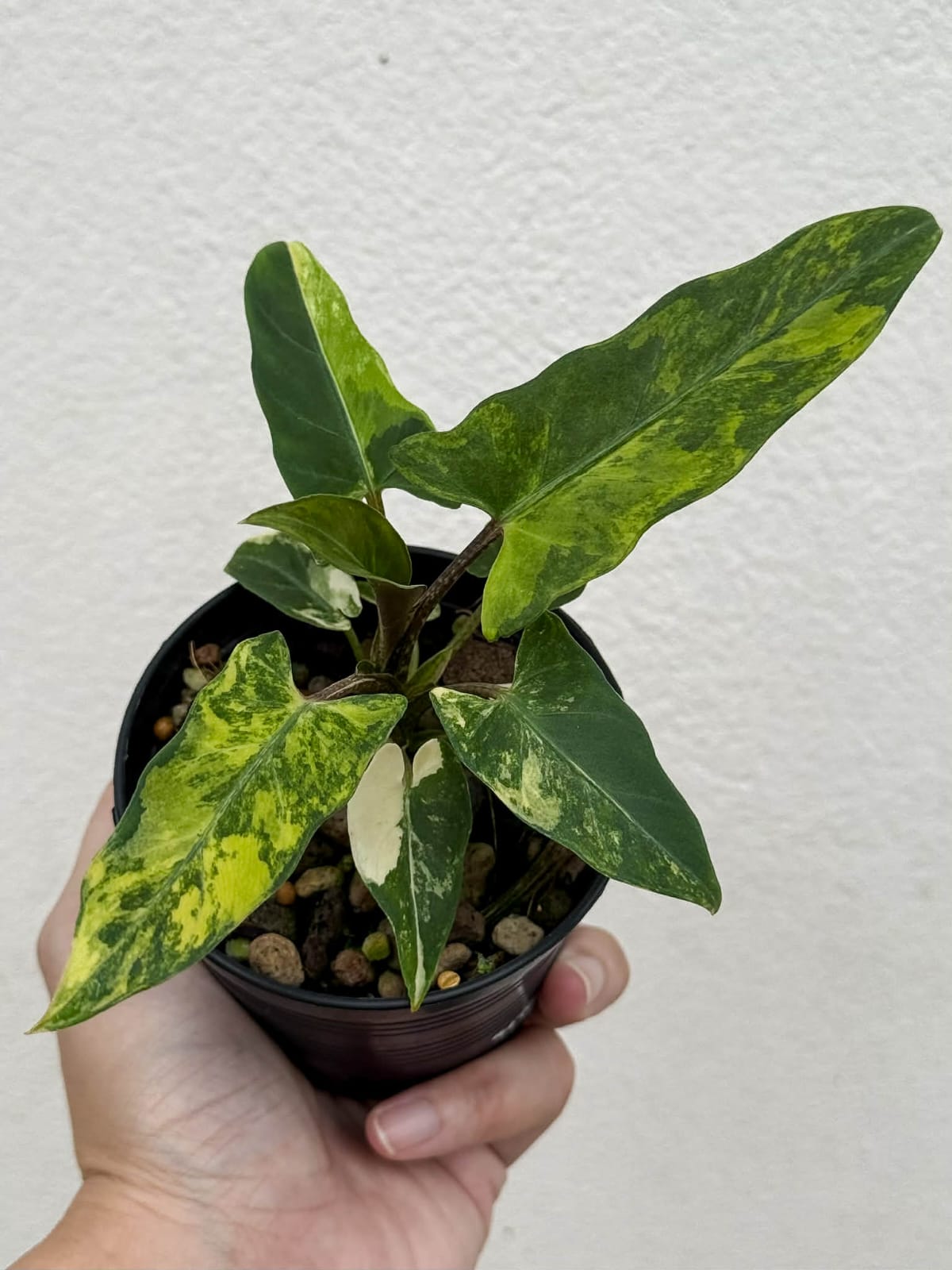 Alocasia Lauterbachiana Aurea  - Pre Order