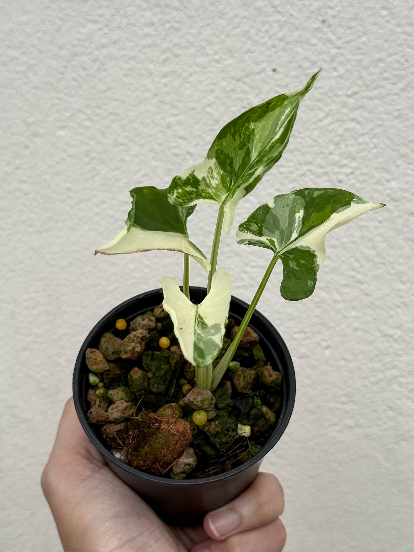 Alocasia Cucullata Crinkles Albo - Pre Order