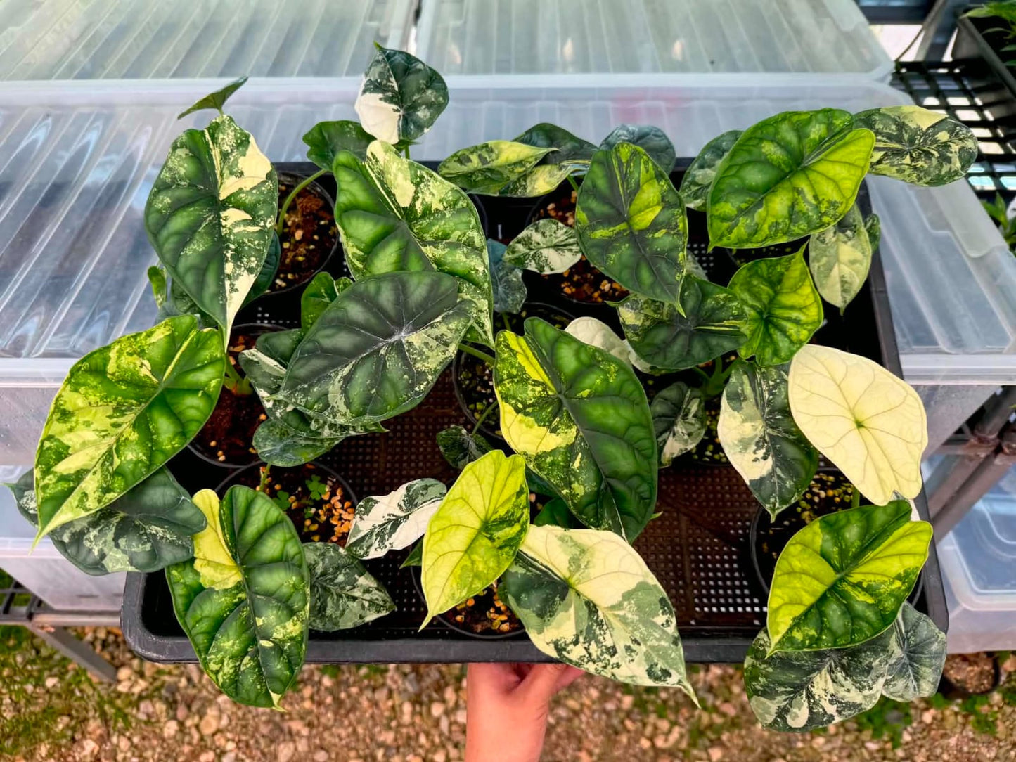 Alocasia Dragon Scale Albo - Pre Order