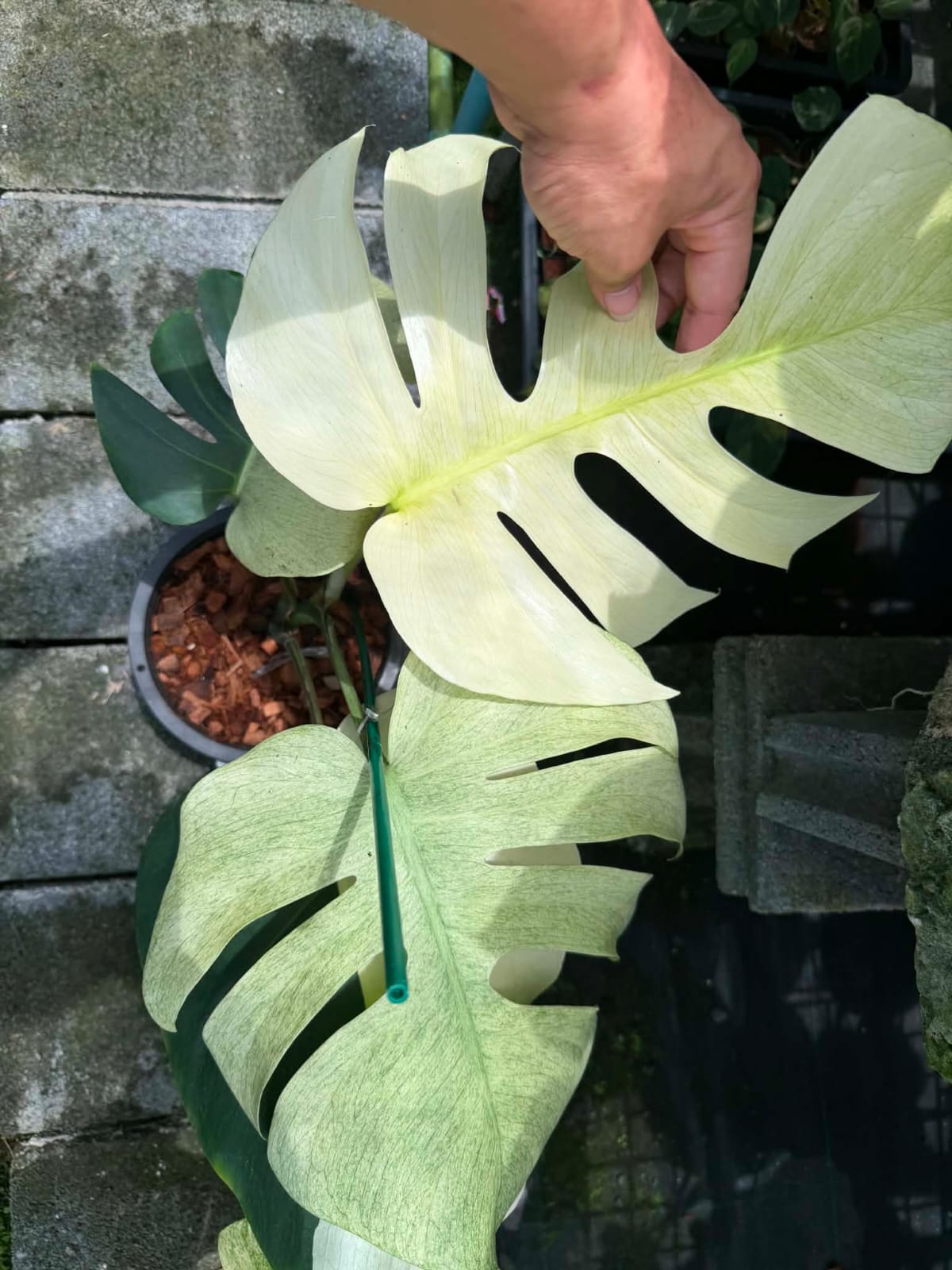 Monstera Jungle Mint A - Pre Order